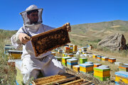 تولید ۱۱۰۰ تن عسل در اشنویه 