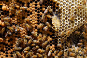 بیش از پنج‌ هزار تن عسل در کرمانشاه تولید می‌شود