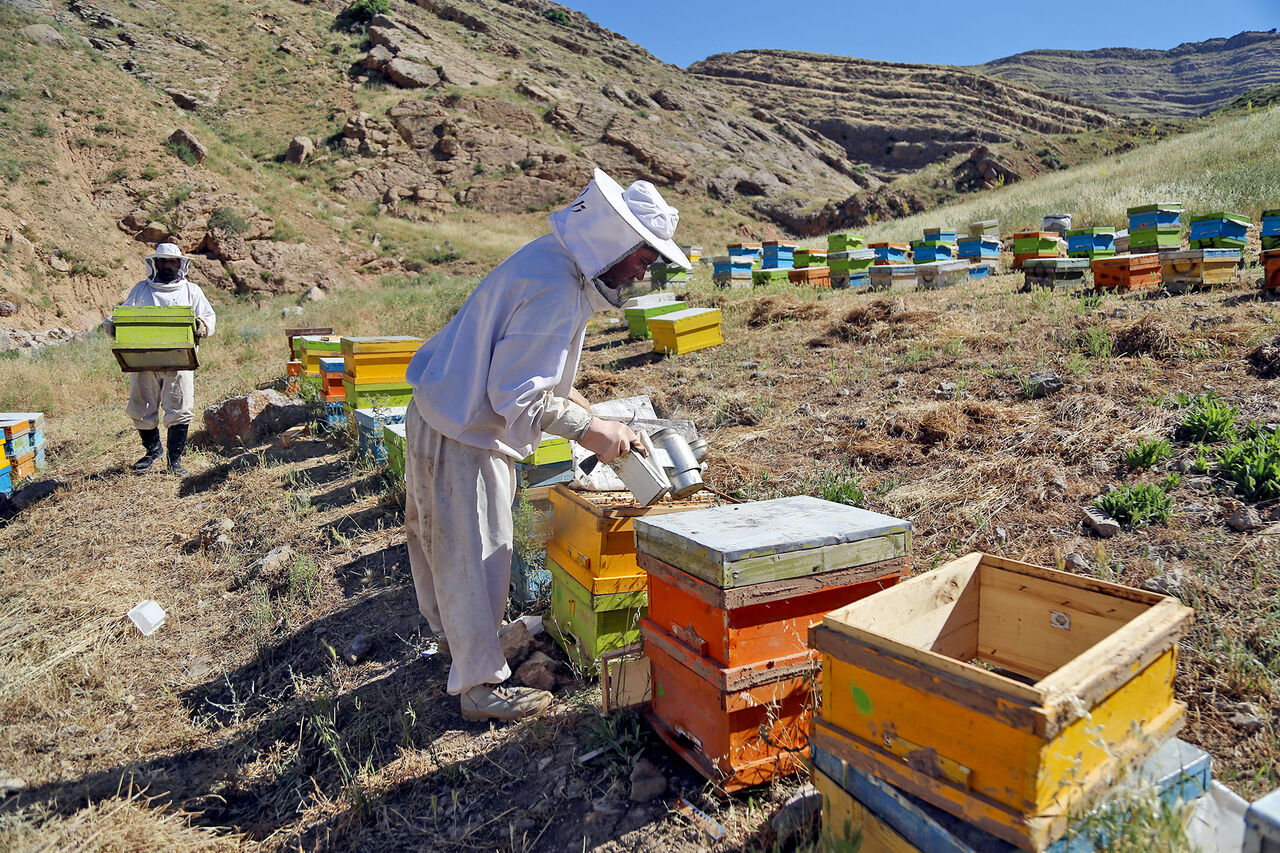 امسال ۳۰۰ تن عسل در استان سمنان تولید شد