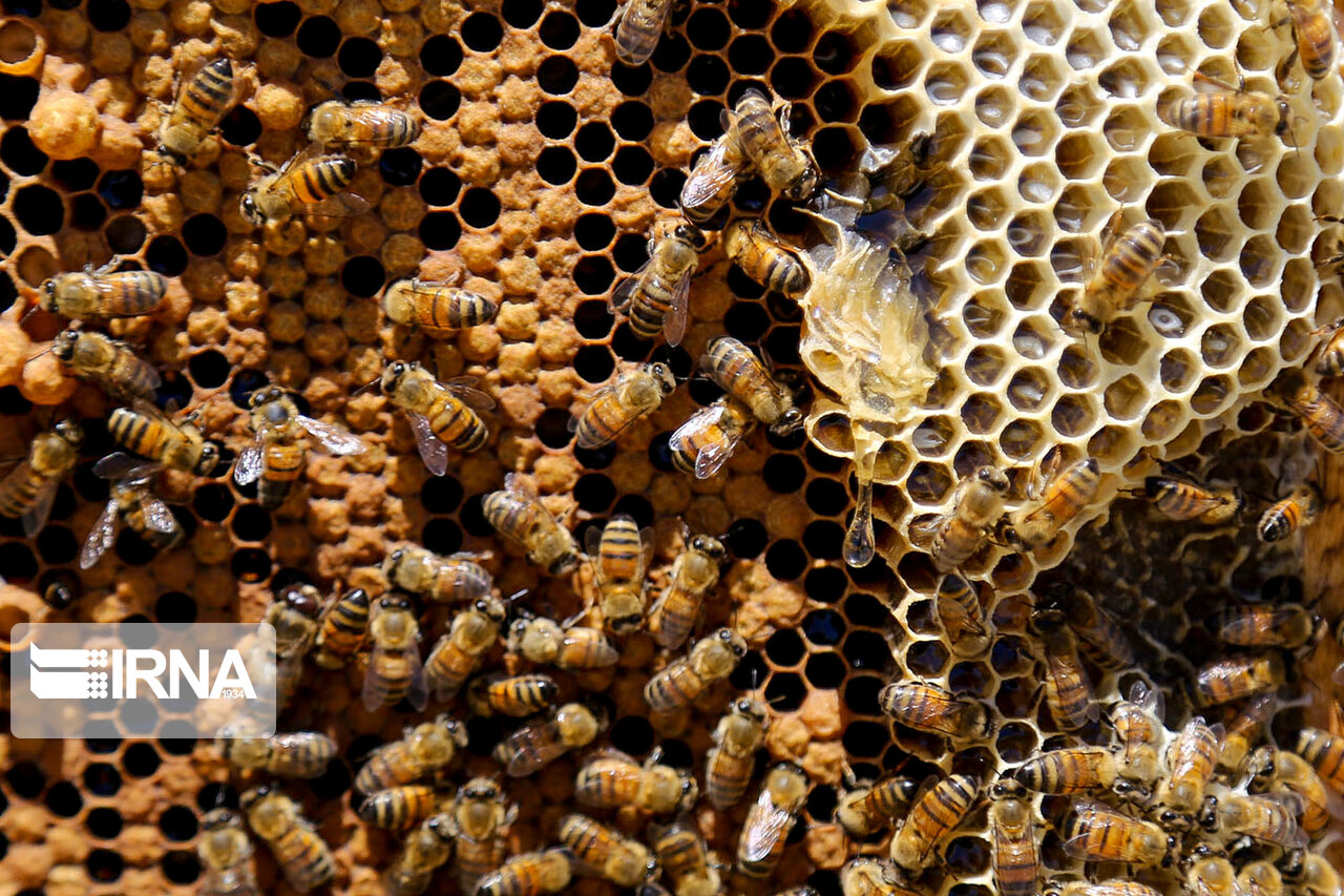 بیش از پنج‌ هزار تن عسل در کرمانشاه تولید می‌شود