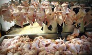 خرید ۳۷ هزار تن گوشت مرغ و تخم‌مرغ مازاد از تولیدکنندگان