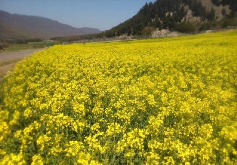 خبرهای کوتاه روز شنبه گلستان