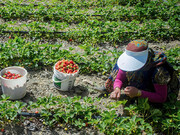۸۵ درصد مزارع توت فرنگی کردستان مجهز به آبیاری تحت فشار است 