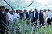 وزیر جهاد کشاورزی: چابهار مستعد کشت آناناس است