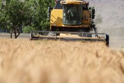 ۸۰ هزار تن گندم در کامیاران برداشت می‌شود