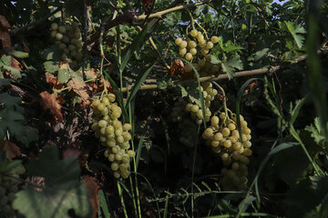 برداشت انگور از تاکستان‌های شهرستان کارون