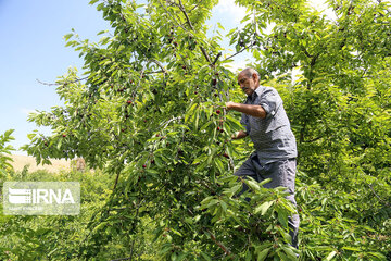 باغ های گیلاس در اراضی شیبدار خراسان شمالی گسترش می یابد