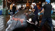 ژاپن از کمیسیون بین المللی صید نهنگ خارج شد