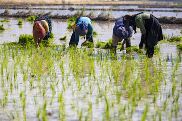 کاشت برنج در منطقه کامفیروز فارس