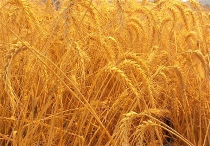 ۱۰۵ هزار تن گندم در قزوین خریداری شد