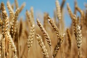 کاهش آفات گندم کیفیت آرد و نان را ارتقا می‌دهد