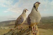 شکارچی نادم مریوانی ۲ قطعه کبک را رها کرد