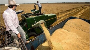 ۲۶ هزار تن گندم مازاد بر نیاز کشاورزان استان مرکزی خریداری شد