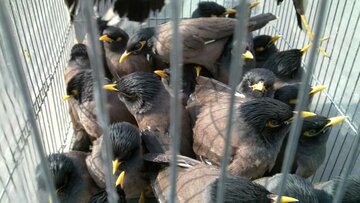 ۱۰۰ قطعه پرنده قاچاق در نصرت‌آباد زاهدان کشف شد