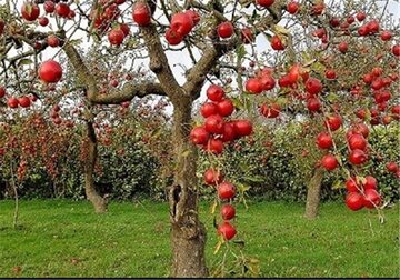 جمع آوری بدون مجوز سیب صنعتی در حاشیه جاده‌های آذربایجان غربی ممنوع است