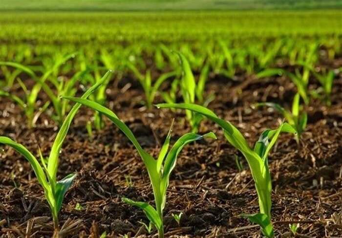سند الگوی کشت باید منجر به توسعه پایدار کشاورزی گردد