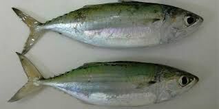 ۶ تن ماهی تنظیم بازار در دیر توزیع شد