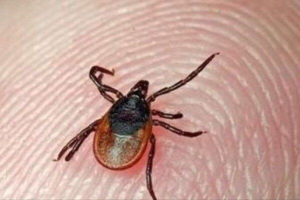 ۲ نفر در کرمانشاه به بیماری تب کریمه کنگو مبتلا شدند 