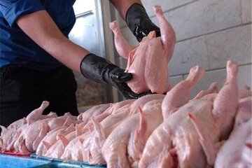 تهاتر گوشت مرغ با هدف تنظیم بازار در آذربایجان‌غربی 
