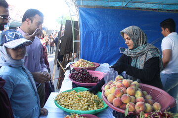 چهارمین جشنواره سراسری گیلاس اشنویه