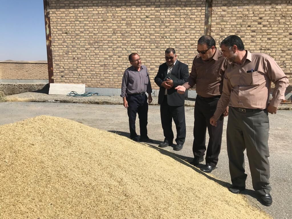 برآورد خرید تضمینی گندم در استان مرکزی ۴۰۰ هزار تن است