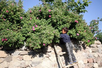 نهمین جشنواره گل محمدی در روستای عنصرود