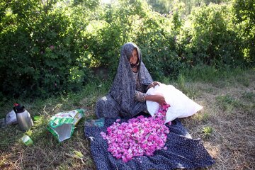 نهمین جشنواره گل محمدی در روستای عنصرود
