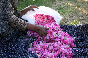 Gol-o-Golab: festival  de la rose dans un village à l'ouest de l'Iran