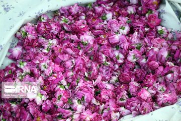 Gol-o-Golab: the Rose Festival in Iran's TabriZ