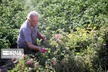 Gol-o-Golab: the Rose Festival in Iran's TabriZ