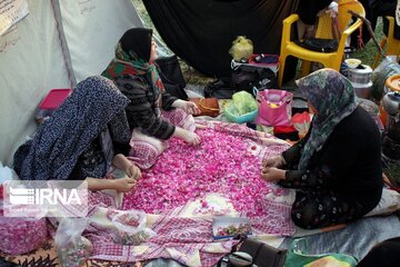 Gol-o-Golab: the Rose Festival in Iran's TabriZ