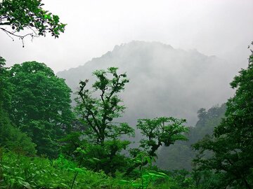 جنگل هیرکانی