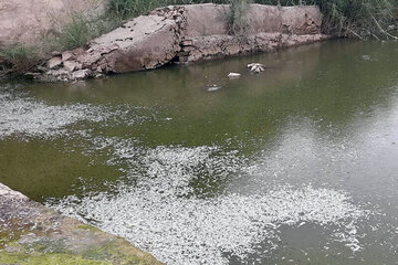 علت مرگ ماهی‌های پشت سد شهرچای ارومیه اعلام شد