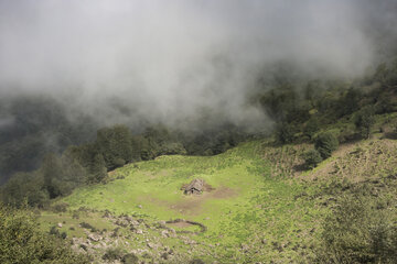 جنگل «هیرکانی»