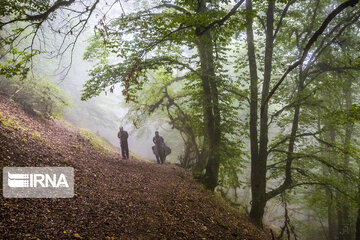 Iranian Hyrcanian Forest