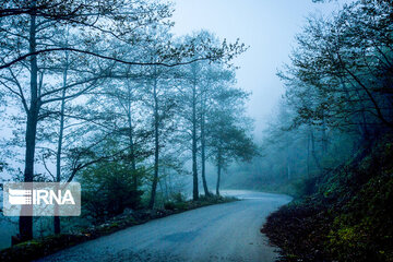 Iranian Hyrcanian Forest