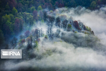 Iranian Hyrcanian Forest