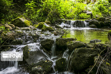 Iranian Hyrcanian Forest