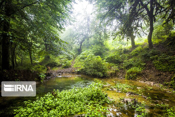 Iranian Hyrcanian Forest