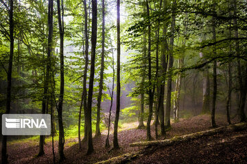 Iranian Hyrcanian Forest