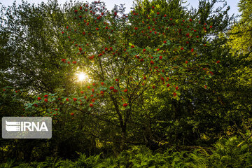 Iranian Hyrcanian Forest