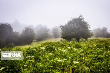 Iranian Hyrcanian Forest