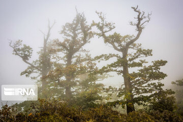 Iranian Hyrcanian Forest