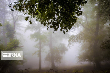 Iranian Hyrcanian Forest