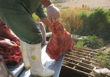 ۳۰۶ کیلوگرم گوشت فاسد در تبریز کشف و ضبط شد