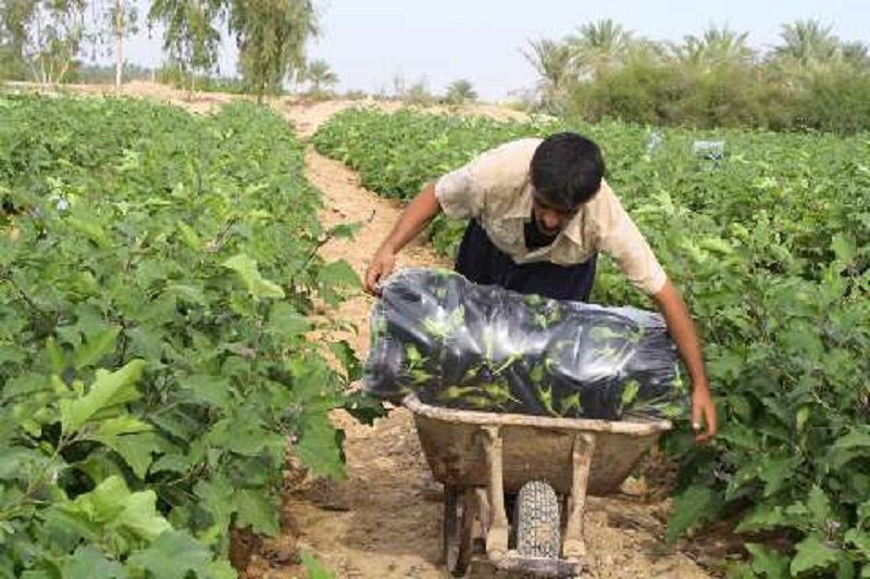 آشنایی با خواص بادمجان