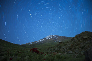 سیمرغ کوه‌های ایران شوید