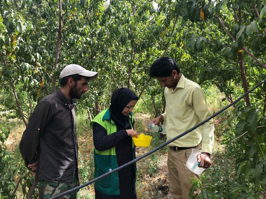 مبارزه با آفت مگس مدیترانه ای در باغ های جنوب کرمان انجام شد
مبارزه با آفت مگس مدیترانه ای در باغ های جنوب کرمان انجام شد