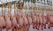 کشتارگاه مرغ پاطلایی کارزان ۸۵ درصد پیشرفت فیزیکی دارد