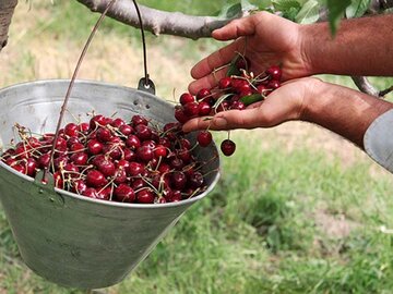 ۲۰ هزار تن آلبالو و گیلاس در خوی برداشت شد